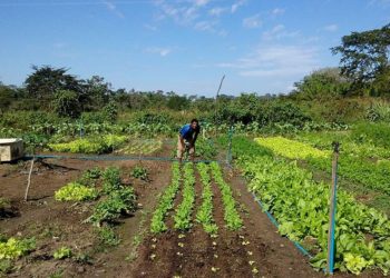 Promulgada lei que prevê socorro de R$ 2,5 mil para agricultores familiares na pandemia