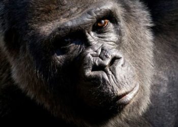 Zoológico de Atlanta realiza eutanásia em gorila de 59 anos