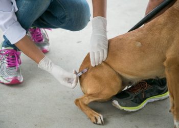 Vacinação antirrábica acontece neste sábado (24/09) em José de Freitas