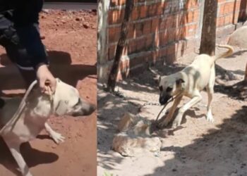 Após denúncia, cão é resgatado em situação de maus-tratos na cidade de José de Freitas