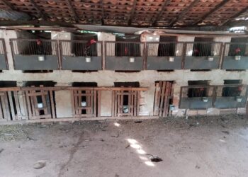 Polícia desmonta rinha de galo e apreende 28 aves em José de Freitas