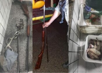 Homem é preso suspeito de caça ilegal e apreende 15 animais abatidos e espingarda em Alto Longá
