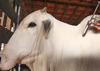 Campanha de vacinação contra febre aftosa é prorrogada no Piauí até 30 de junho