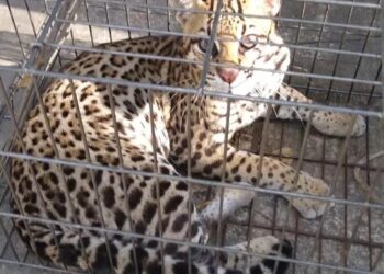 Jaguatirica é capturada pela PM após matar mais de 60 galinhas em José de Freitas