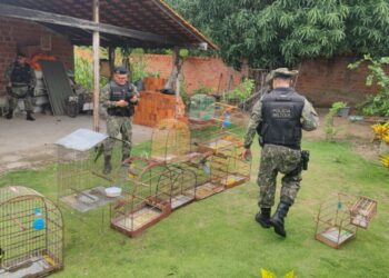 Quase 50 aves silvestres são apreendidas em União após denúncias anônimas