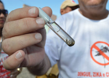 Sesapi registra segundo caso de morte por dengue em Bom Jesus