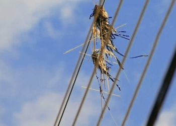 Cidades José de Freitas e Altos apresentam maior ocorrências de pipas na rede elétrica; veja riscos