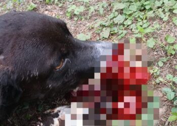 Cachorro é brutalmente ferido na zona rural de Miguel Alves; dono desabafa sobre agressão