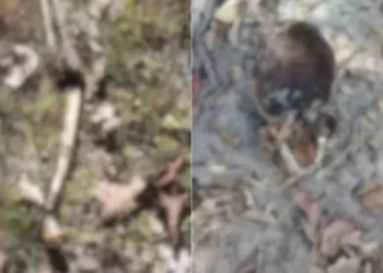 Ossada humana é encontrada em matagal na zona rural de José de Freitas