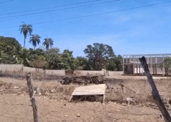 Homem é atacado por abelhas, corre para rodovia e morre atropelado em Juazeiro do Norte