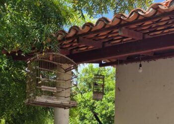 Polícia Militar resgata aves silvestres e cutias em José de Freitas