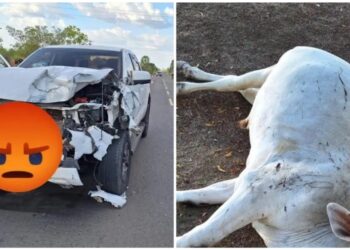 Colisão entre carro e boi é registrada na PI-113, em Cabeceiras do Piauí
