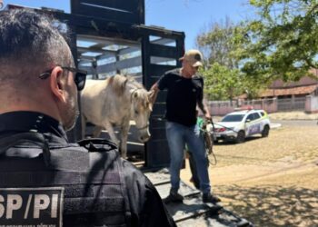 Porteira Fechada: seis pessoas são conduzidas e mais de 20 animais são apreendidos no litoral do Piauí