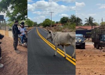 Operação Porteira Fechada prende duas pessoas e recolhe 15 animais soltos em vias públicas em Alto Longá