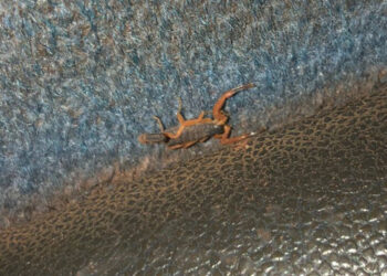 Passageiros encontram escorpiões em poltronas de ônibus intermunicipal entre Teresina e José de Freitas